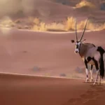 Saudi Arabia settles 35 species of animals and birds in nature reserve to preserve biodiversity