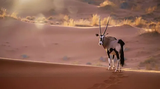 Saudi Arabia settles 35 species of animals and birds in nature reserve to preserve biodiversity