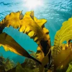 Chilean scientists develop eco-friendly water purification method using seaweed