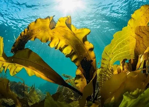 Chilean scientists develop eco-friendly water purification method using seaweed
