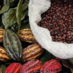 Venezuelan cocoa exports to more than double in 2025