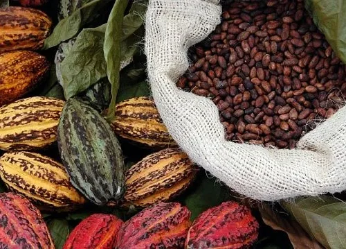 Venezuelan cocoa exports to more than double in 2025