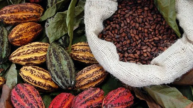 Venezuelan cocoa exports to more than double in 2025