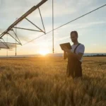 Egypt ranks second worldwide as wheat output records major gains in 2025