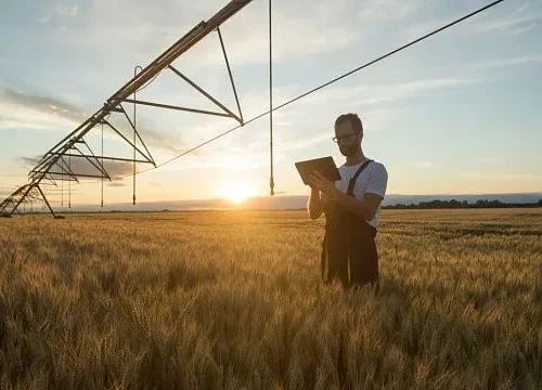 Egypt ranks second worldwide as wheat output records major gains in 2025