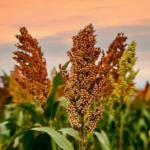 Indonesia advances sorghum-based noodles to strengthen national food security
