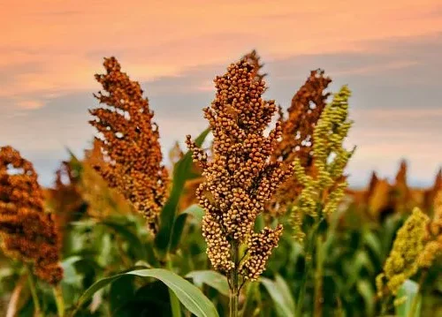 Indonesia advances sorghum-based noodles to strengthen national food security