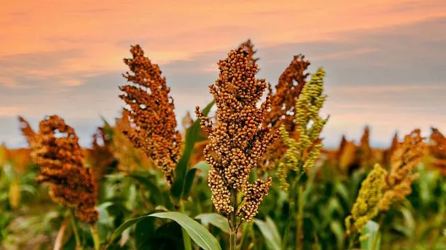 Indonesia advances sorghum-based noodles to strengthen national food security