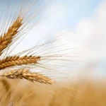Brazil launches its first wheat-based ethanol plant