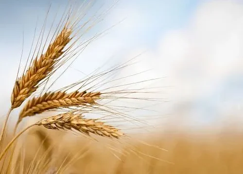 Brazil launches its first wheat-based ethanol plant