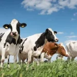Chinese scientists develop AI model smart eyes for real-time cattle behaviour detection 
