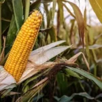 Zimbabwe exceeds maize planting target for 2025–2026 summer season