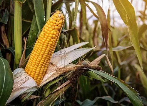 Zimbabwe exceeds maize planting target for 2025–2026 summer season