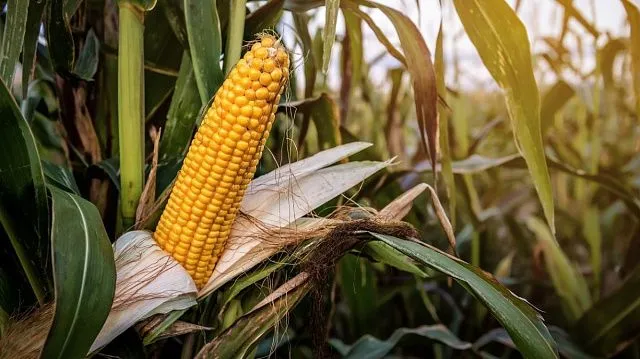 Zimbabwe exceeds maize planting target for 2025–2026 summer season