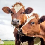 India to pilot AI system to address stray cattle issue in Gujarat
