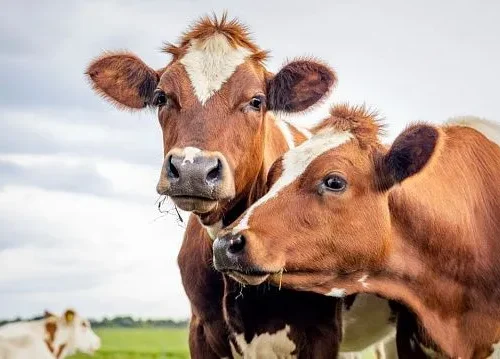 India to pilot AI system to address stray cattle issue in Gujarat