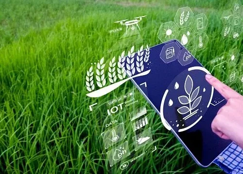 Indonesia targets stable rice reserves through 2029 as early harvest boosts output