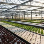 Chile implements AI-driven aquaponics project with 95% water efficiency