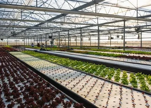 Chile implements AI-driven aquaponics project with 95% water efficiency