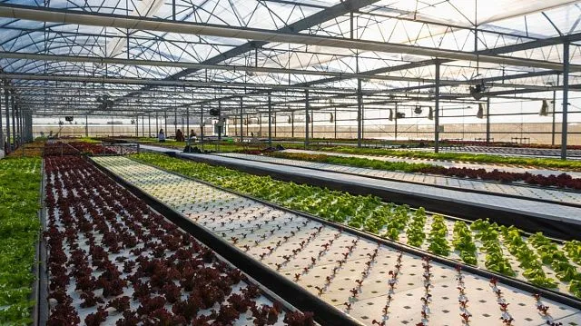 Chile implements AI-driven aquaponics project with 95% water efficiency