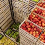 Egypt’s agricultural exports reach record US.5 billion in 2025