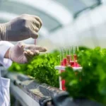Hydroponic farming gains momentum in Saudi Arabia’s Qassim Region