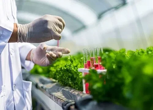 Hydroponic farming gains momentum in Saudi Arabia’s Qassim Region
