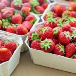 Egypt expands fresh strawberry exports to Uzbekistan