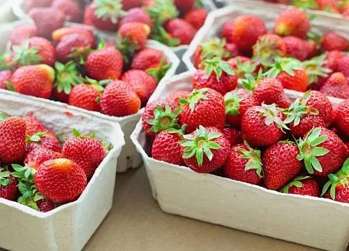 Egypt expands fresh strawberry exports to Uzbekistan