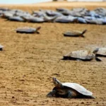 Brazil records surge in Amazon River turtle birth rate