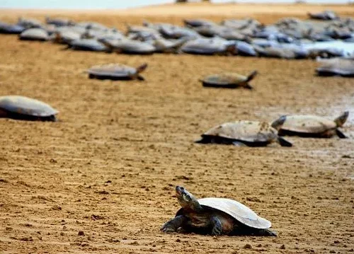 Brazil records surge in Amazon River turtle birth rate