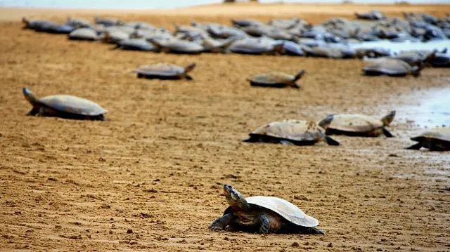 Brazil records surge in Amazon River turtle birth rate
