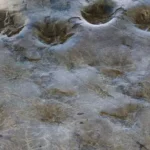 Beijing discovers Asia’s first Middle Jurassic amphibian footprints