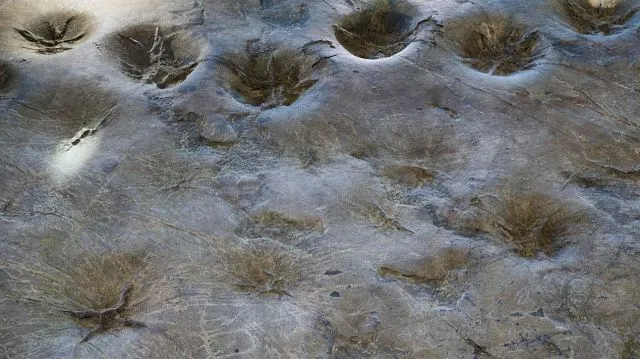 Beijing discovers Asia’s first Middle Jurassic amphibian footprints