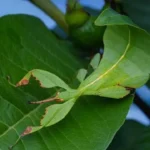 Chinese province discovers rare species of leaf insect