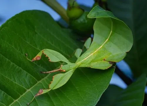 Chinese province discovers rare species of leaf insect