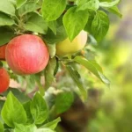 Kazakhstan advances national programme to restore historic Aport orchards