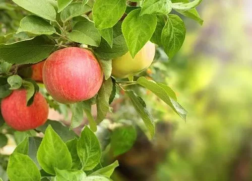 Kazakhstan advances national programme to restore historic Aport orchards