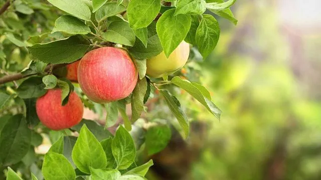Kazakhstan advances national programme to restore historic Aport orchards