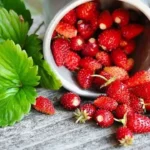 Russian breeders develop variety of garden strawberry characterised by winter hardiness and high yield
