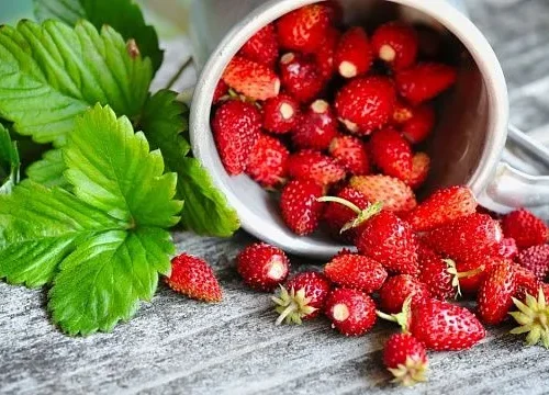 Russian breeders develop variety of garden strawberry characterised by winter hardiness and high yield