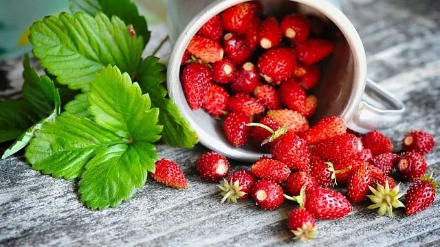 Russian breeders develop variety of garden strawberry characterised by winter hardiness and high yield