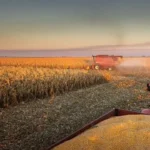 Brazil completes nearly 98% of Centre-South summer corn harvest