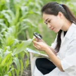 China discovers method to increase maize protein content