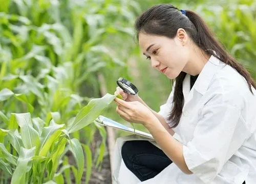 China discovers method to increase maize protein content