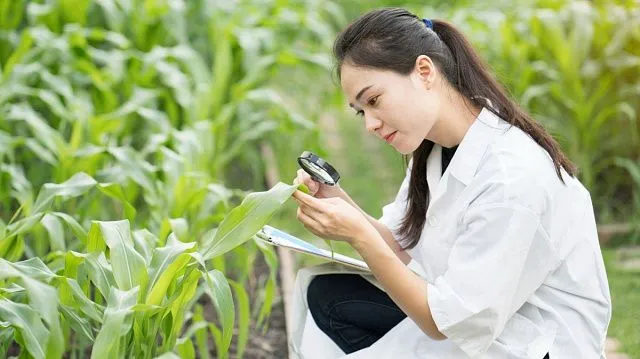 China discovers method to increase maize protein content