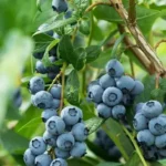 Zimbabwe boosts berry exports amid rising global demand