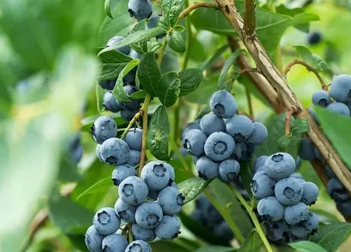 Zimbabwe boosts berry exports amid rising global demand