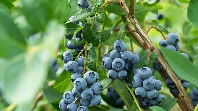 Zimbabwe boosts berry exports amid rising global demand