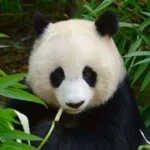 China achieves key breakthrough in giant panda reintroduction research
